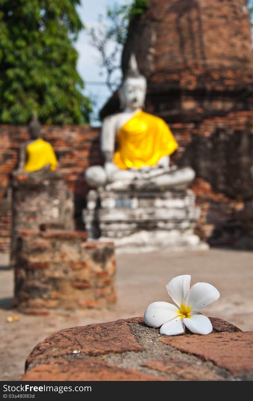 Plumeria flower with old Temple of Ayutthata, Thailand