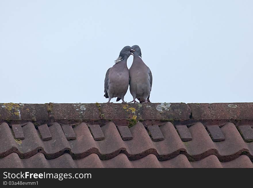 Love Is ........... Painting The Tiles Red