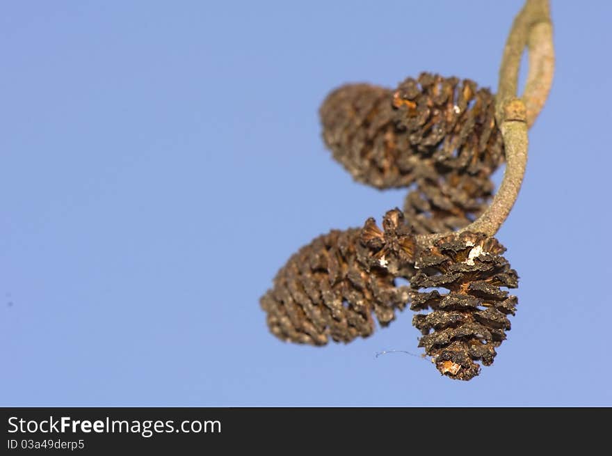 Alder cones - - part of the winter scenery