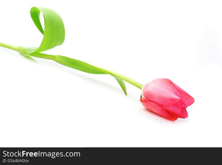 One red tulip isolated close up