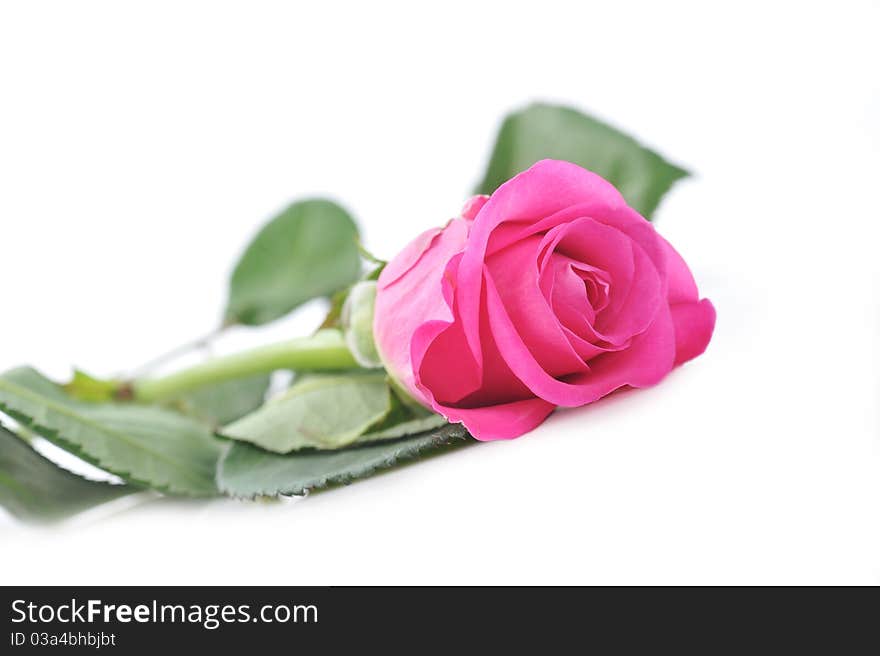 Beautiful pink rose isolated close up