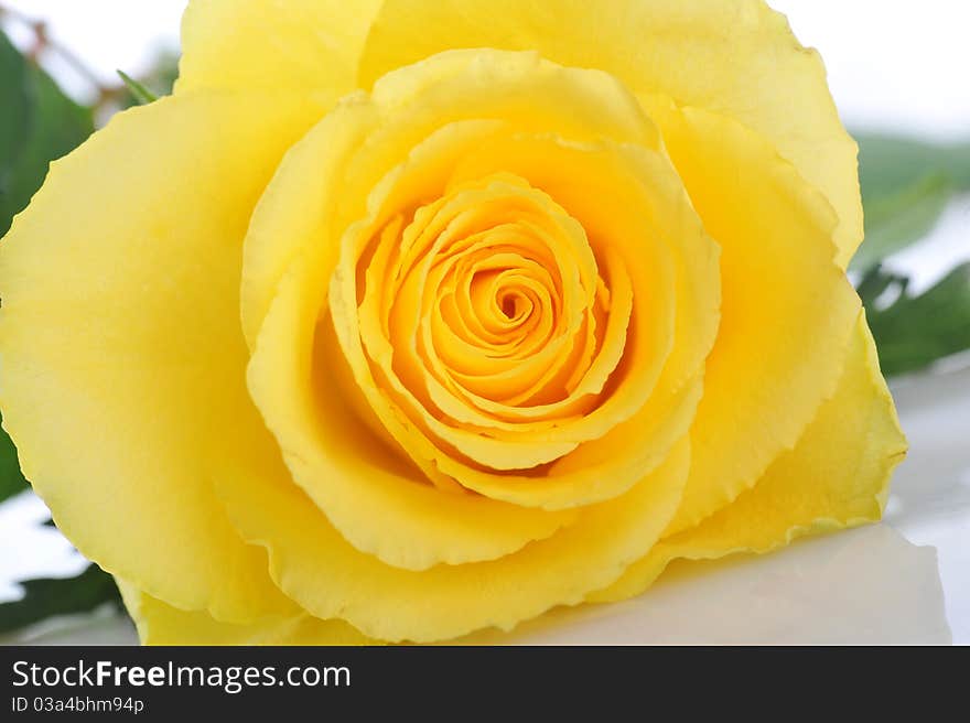 Beautiful yellow rose isolated close up