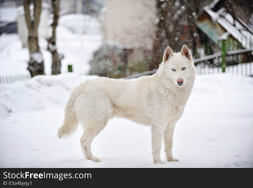 Big white dog standing on snow. winter day. Big white dog standing on snow. winter day