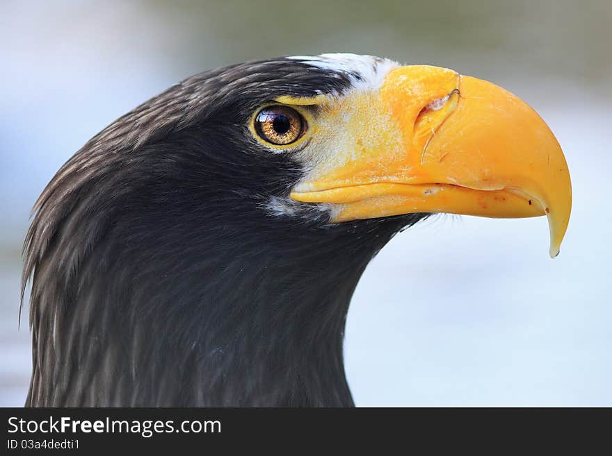 Eastern Eagle(Haliaeetus Pelagicus)