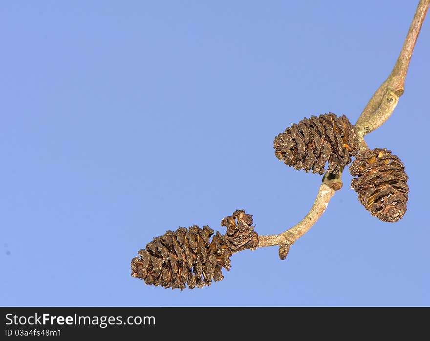 Alder Cones