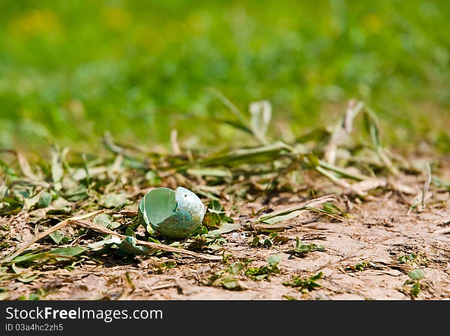 Empty cockleboat lying on the ground - the chick hatched from an egg and flew. Empty cockleboat lying on the ground - the chick hatched from an egg and flew