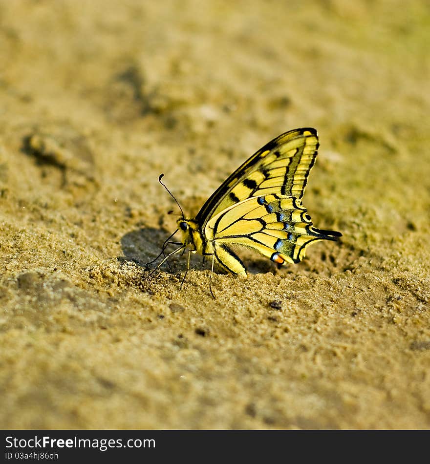 Exotic Butterfly