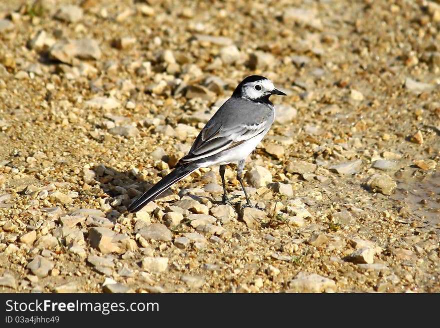 A male wagtail on a stone road background.