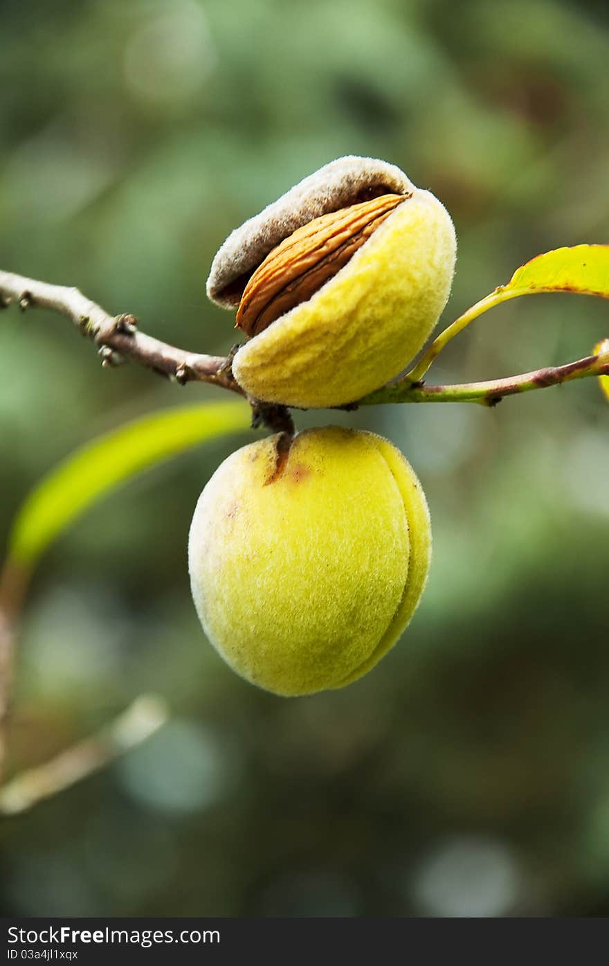 Sprig with mature almond, close up, shallow depth of field