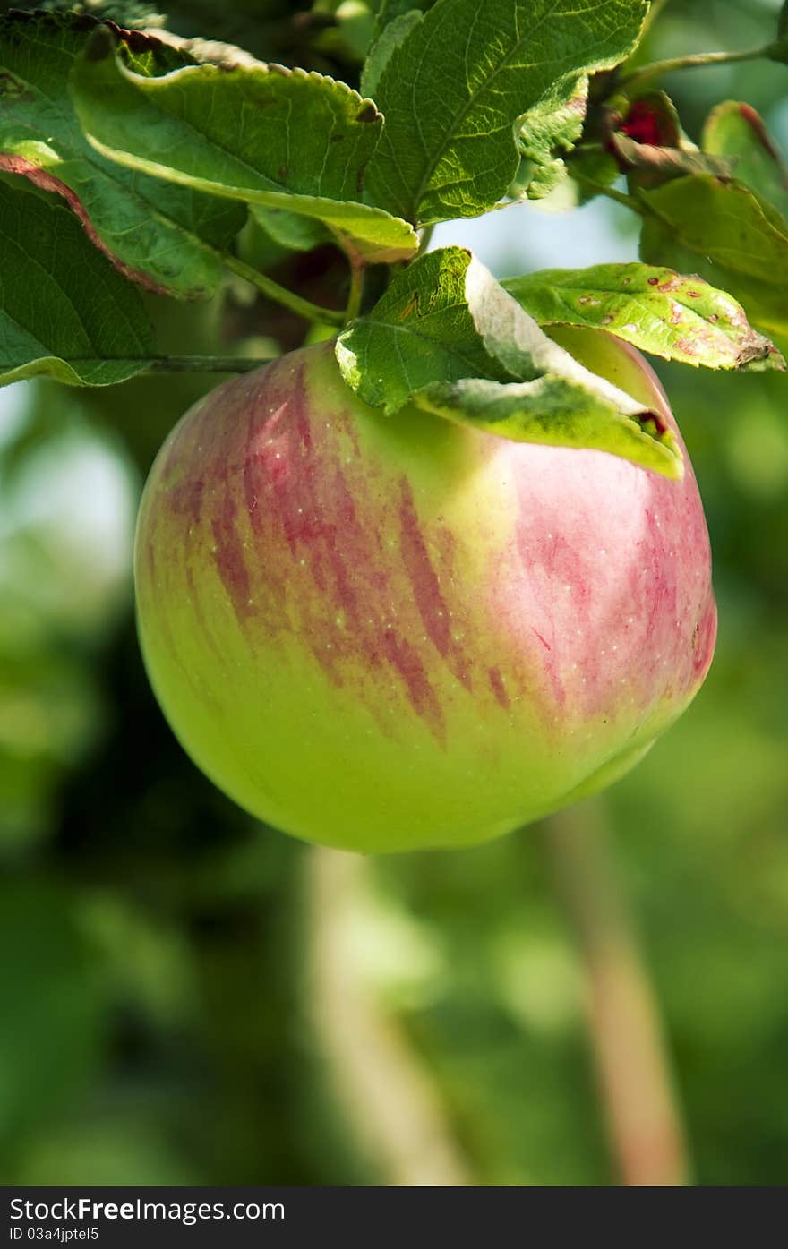 Pink Apple on the tree, close up, small depth of field. Pink Apple on the tree, close up, small depth of field