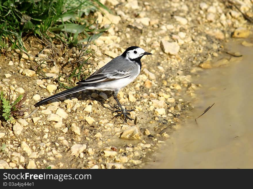 A male wagtail on a stone road background.