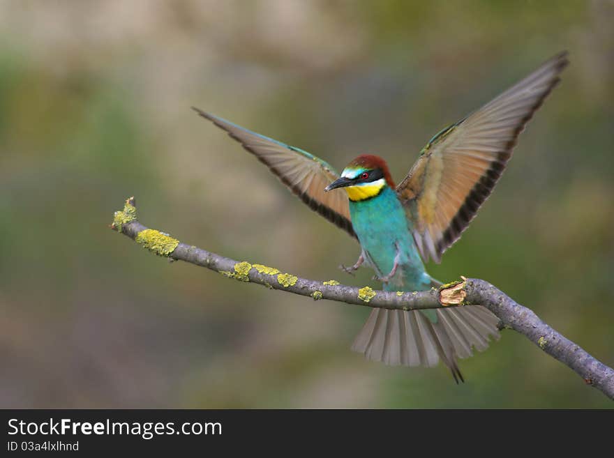 European bee eater on branch