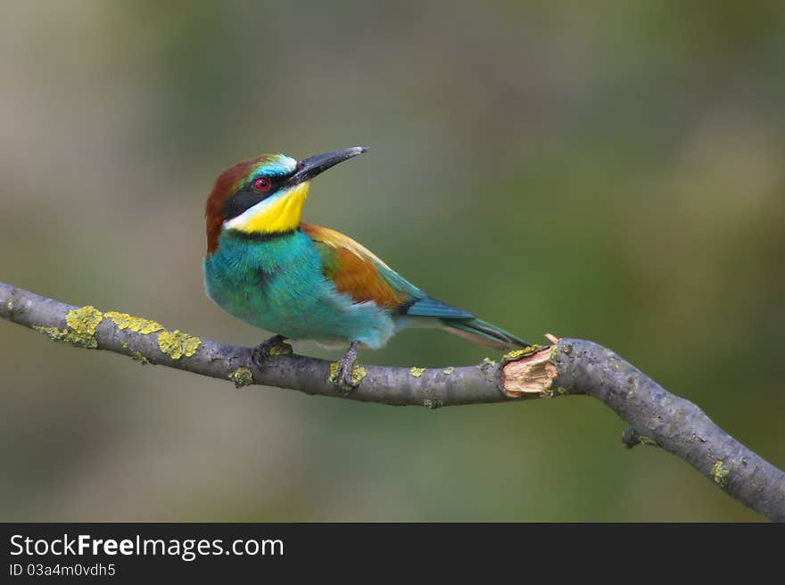 European bee eater on branch