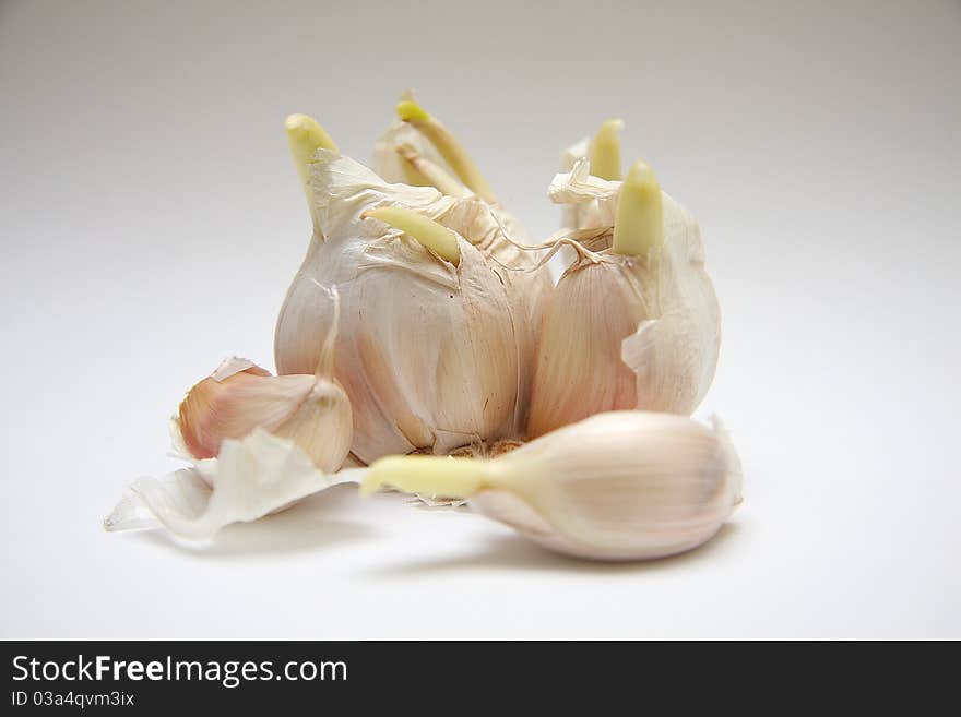 Garlic