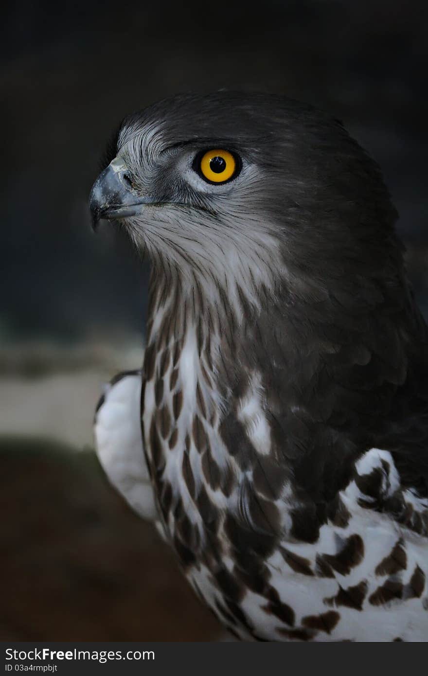 SHORT TOED EAGLE PORTRAIT IN DARK BACKGROUND