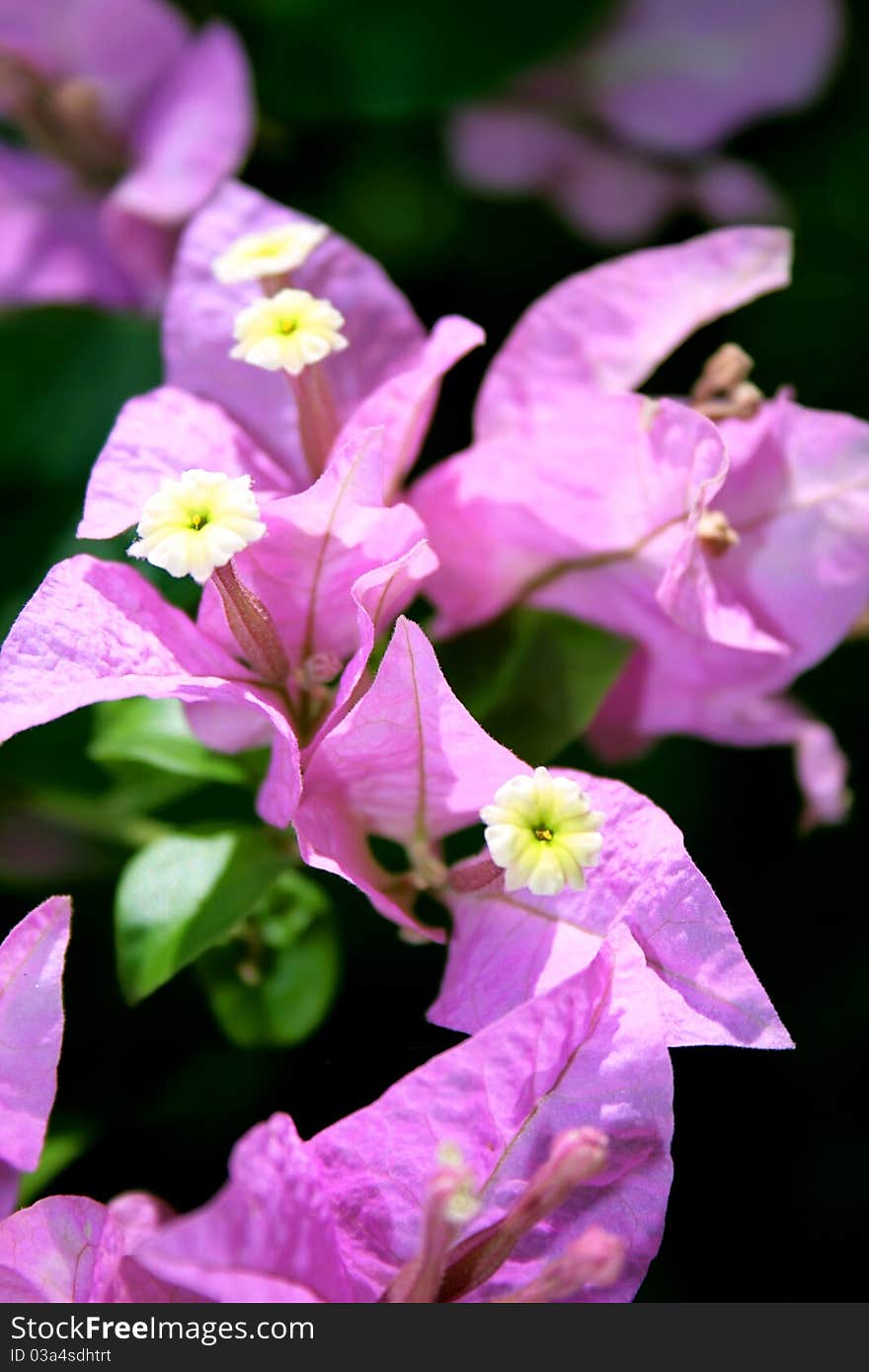 Purple flowers on a hot sunny day