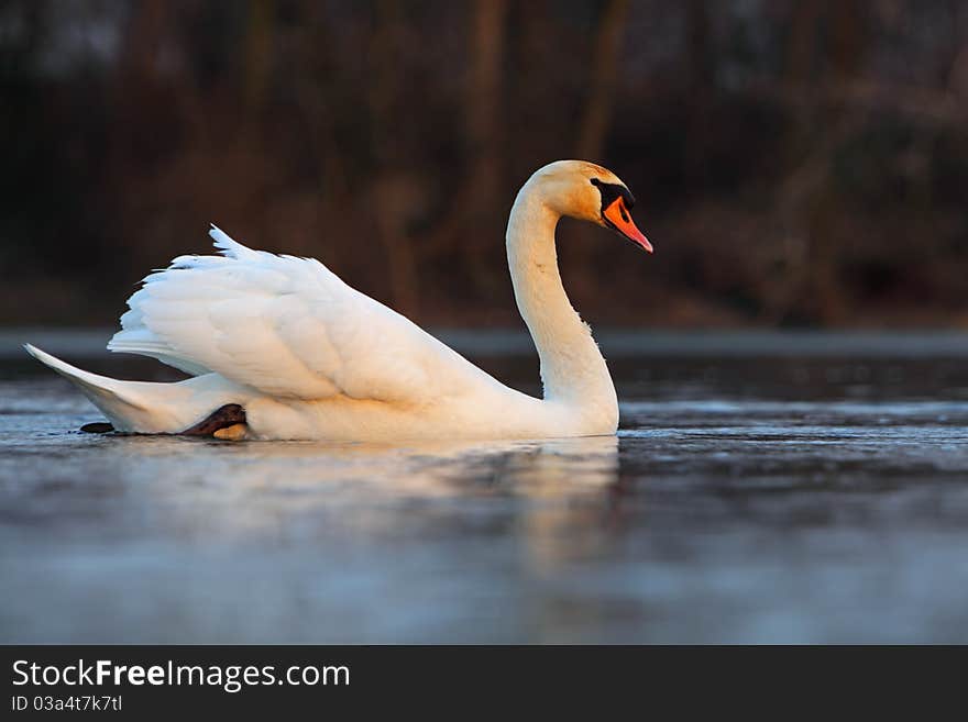 White swan on the lake.