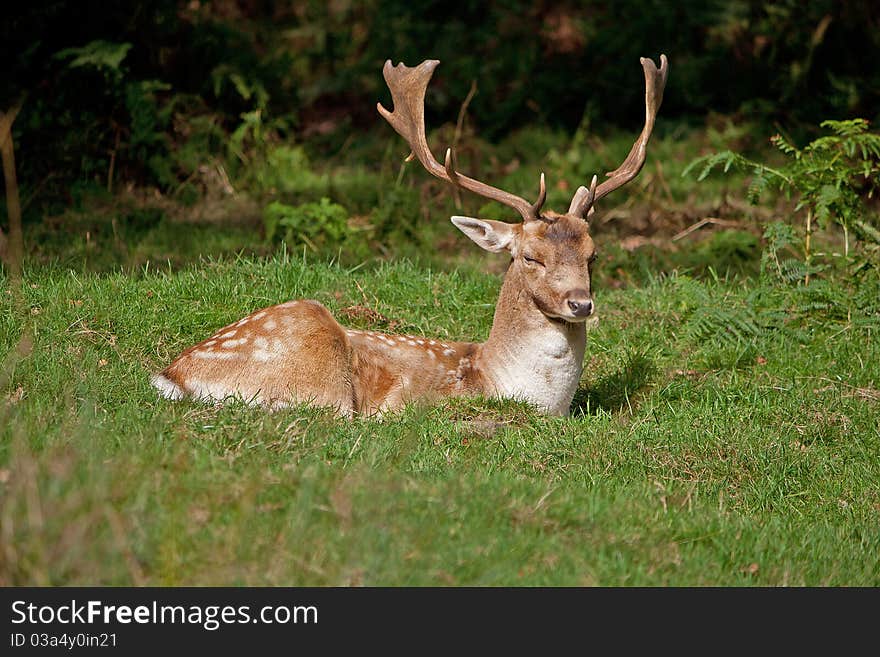 Deer hiding in Bradgate park, Leicestershire