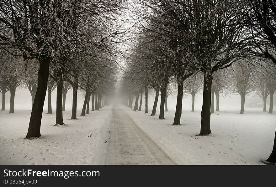 Misty Avenue