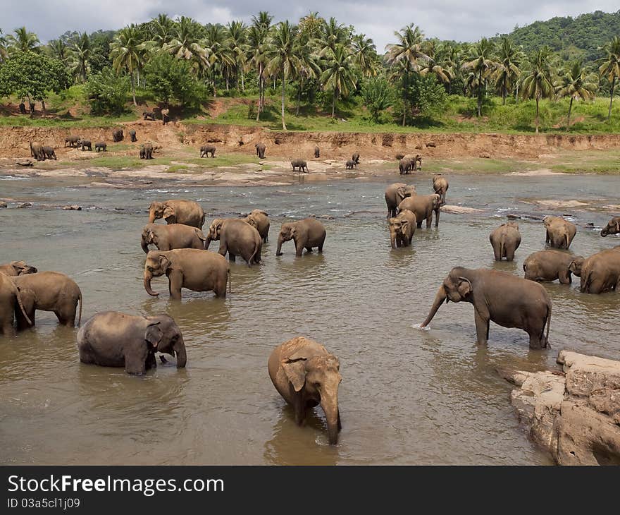 Walk of elephants in the river. Walk of elephants in the river