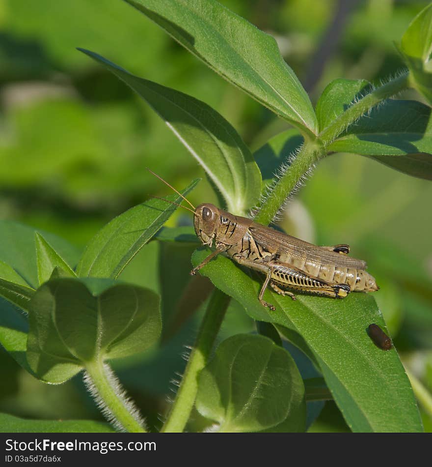 Grasshopper On Leaf.