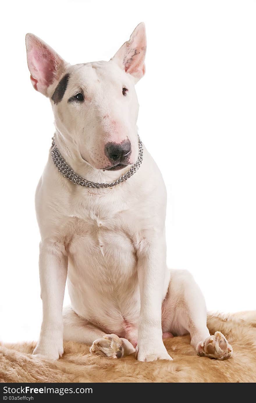 The beautiful white bull terrier sits on a fur fur coat on a white background