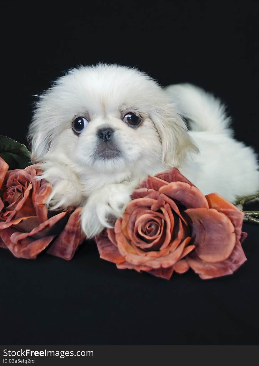 Pekingese Puppy