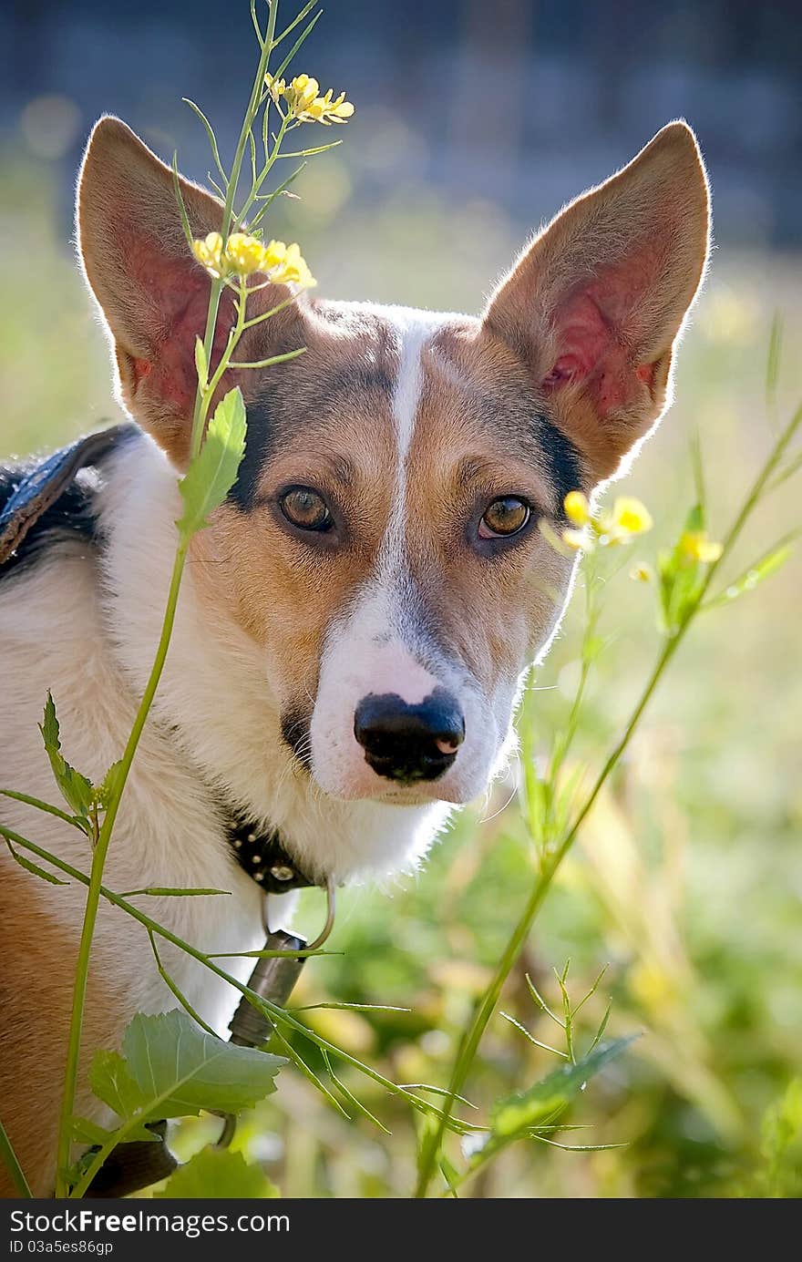 Sad dog in the summer in colors