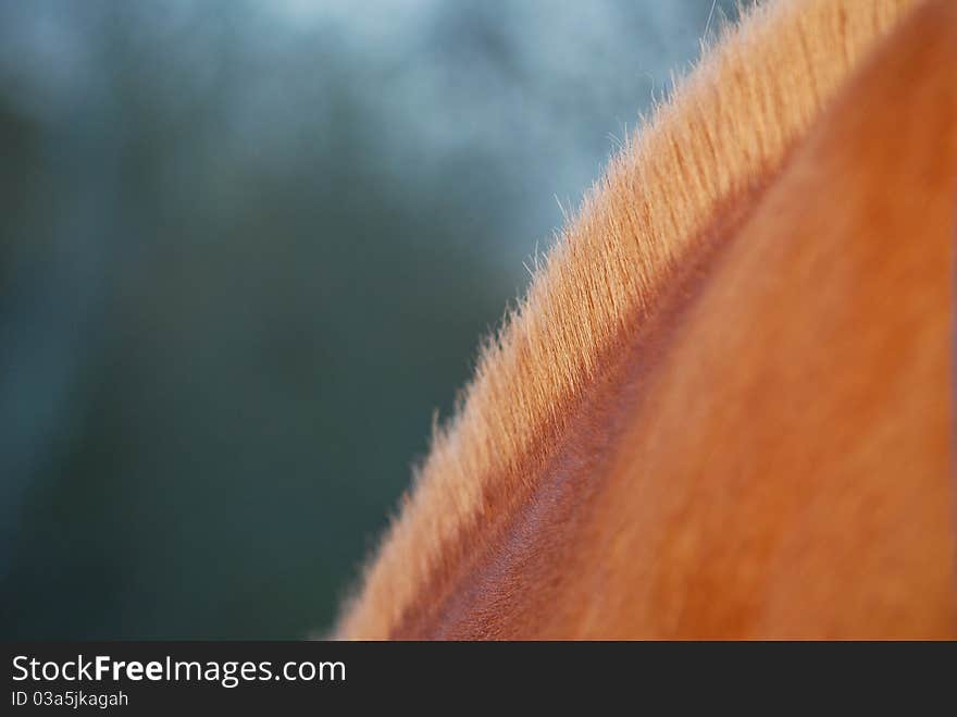 Orange and a short horse's mane.