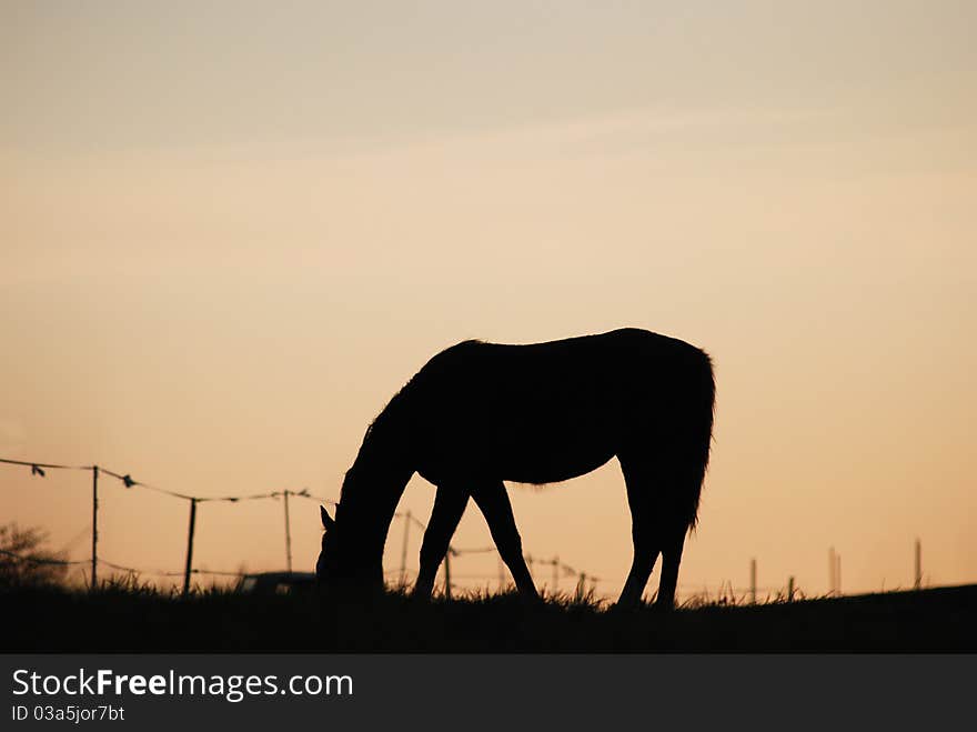 Horse silhouette in the evening.