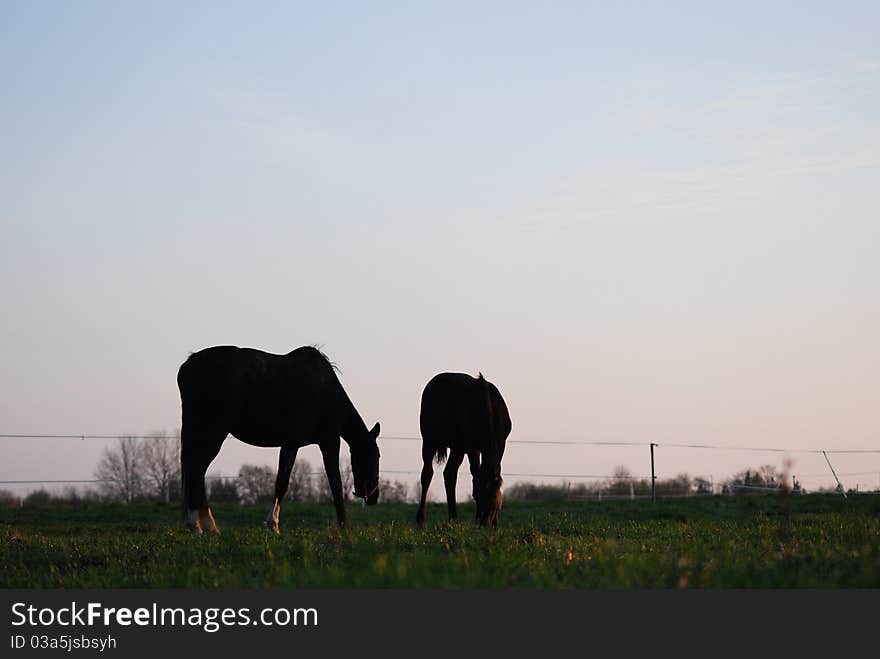 Two horse silhouettes in the evening