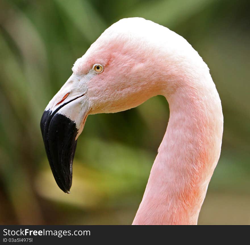 Profile Portrait of a Pink American Flamingo with Focus on Eye. Profile Portrait of a Pink American Flamingo with Focus on Eye