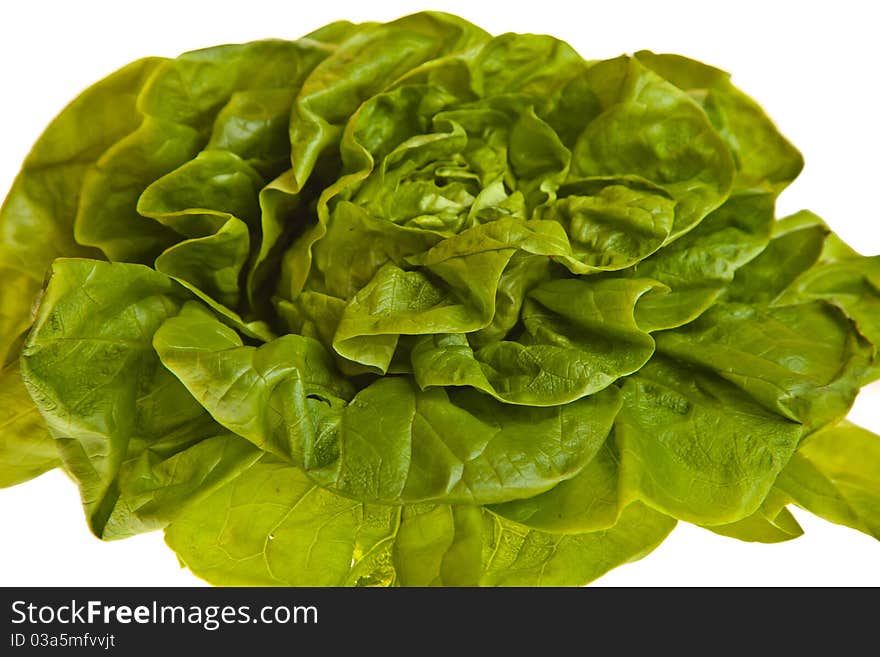 Salad isolated on white background