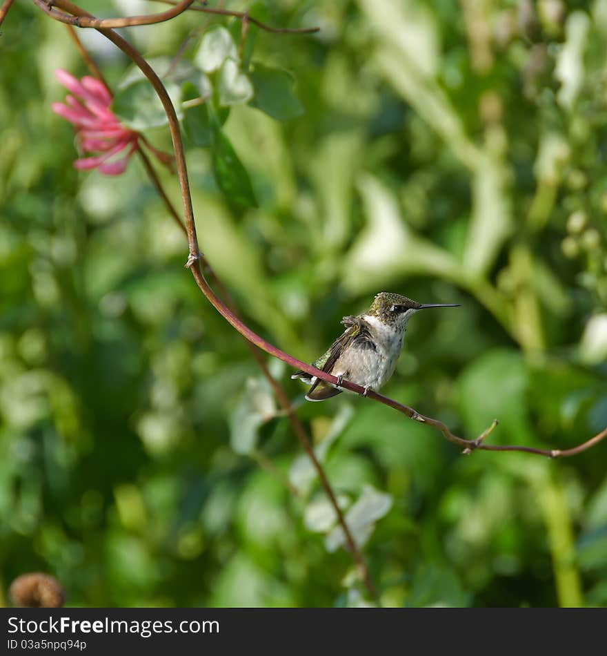 Shot of Hummingbird with ruffled feathers from the wind blowing while sitting on a branch during the autumn. Shot of Hummingbird with ruffled feathers from the wind blowing while sitting on a branch during the autumn.