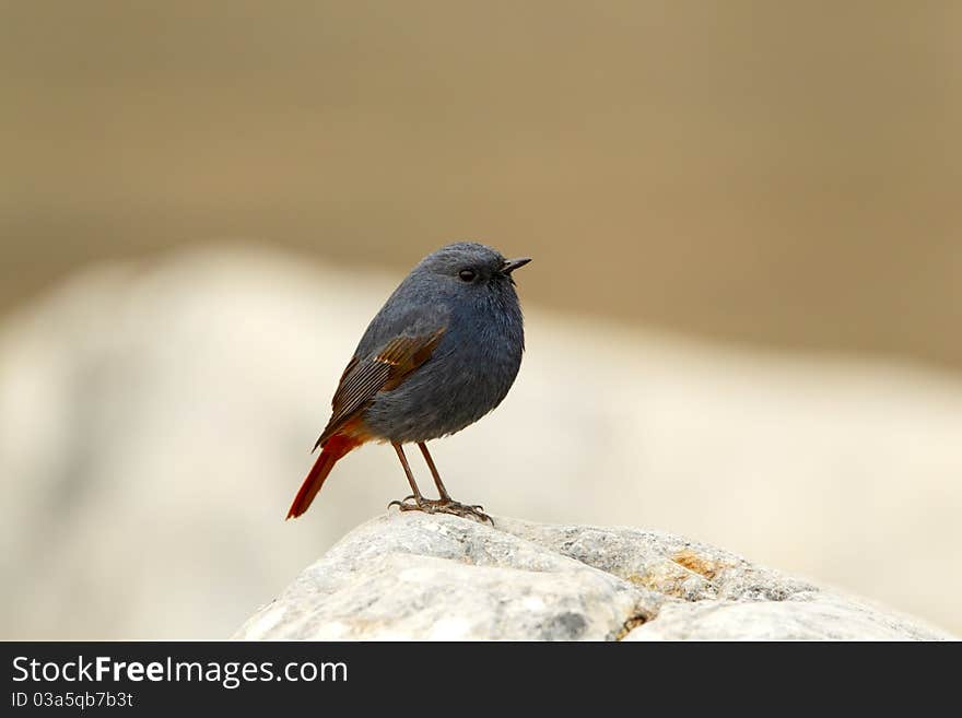 There are some Rhyacornis fuliginosuses in the Shidu place. It is the marsh in outskirt of Beijing China.