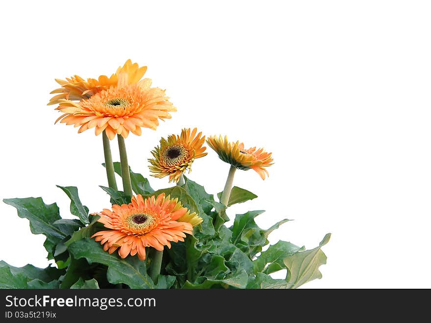 Gerbera flower and white background