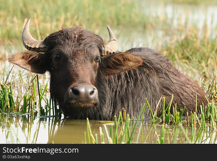 Indian buffalo grazing in marshy swamp area