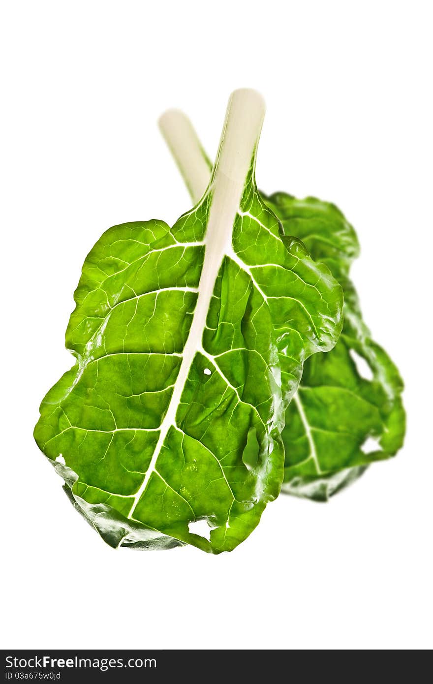 Bok choy leaf isolated on white