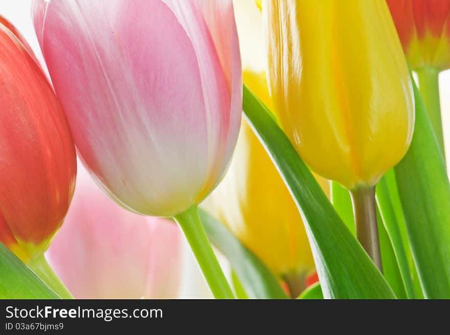 Tulips