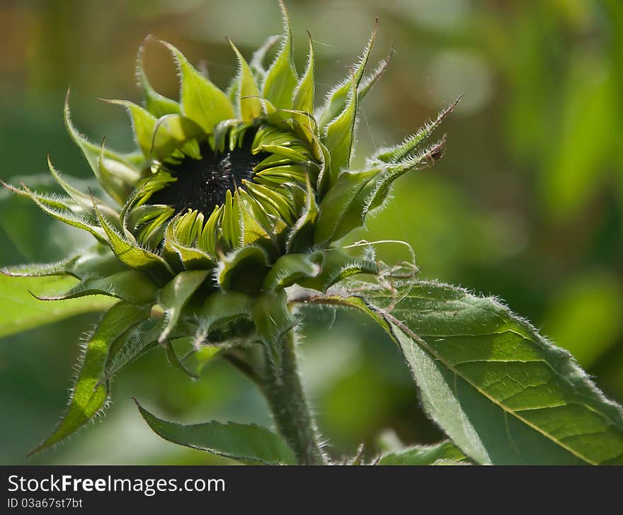 Close-up of the green bud of a sunflower.