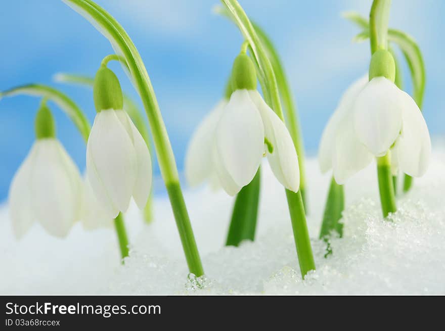 Snowdrops