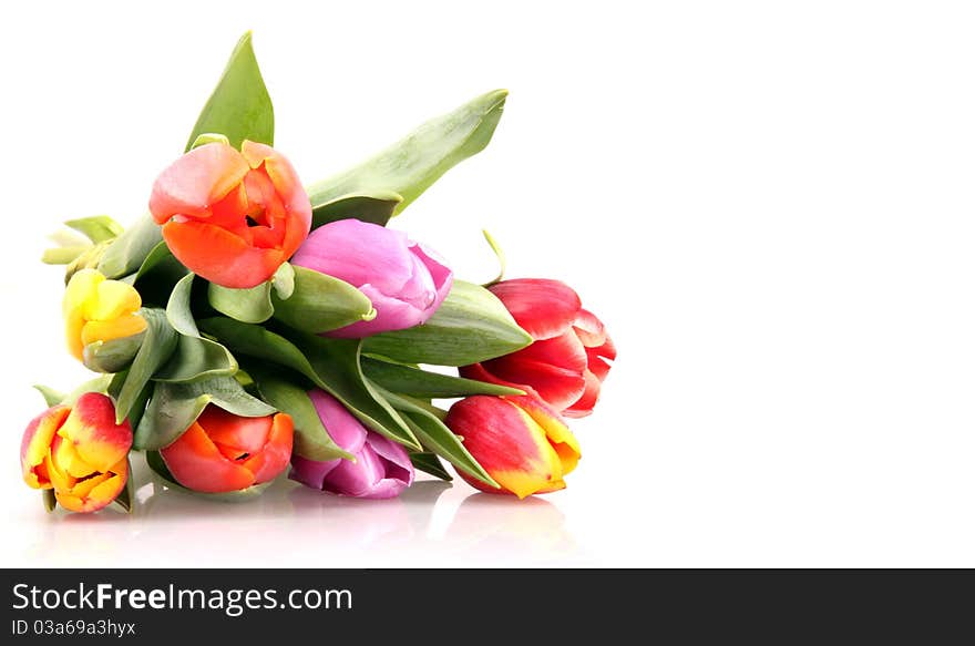 BOuquet of isolated fresh colored tulips on white background. BOuquet of isolated fresh colored tulips on white background