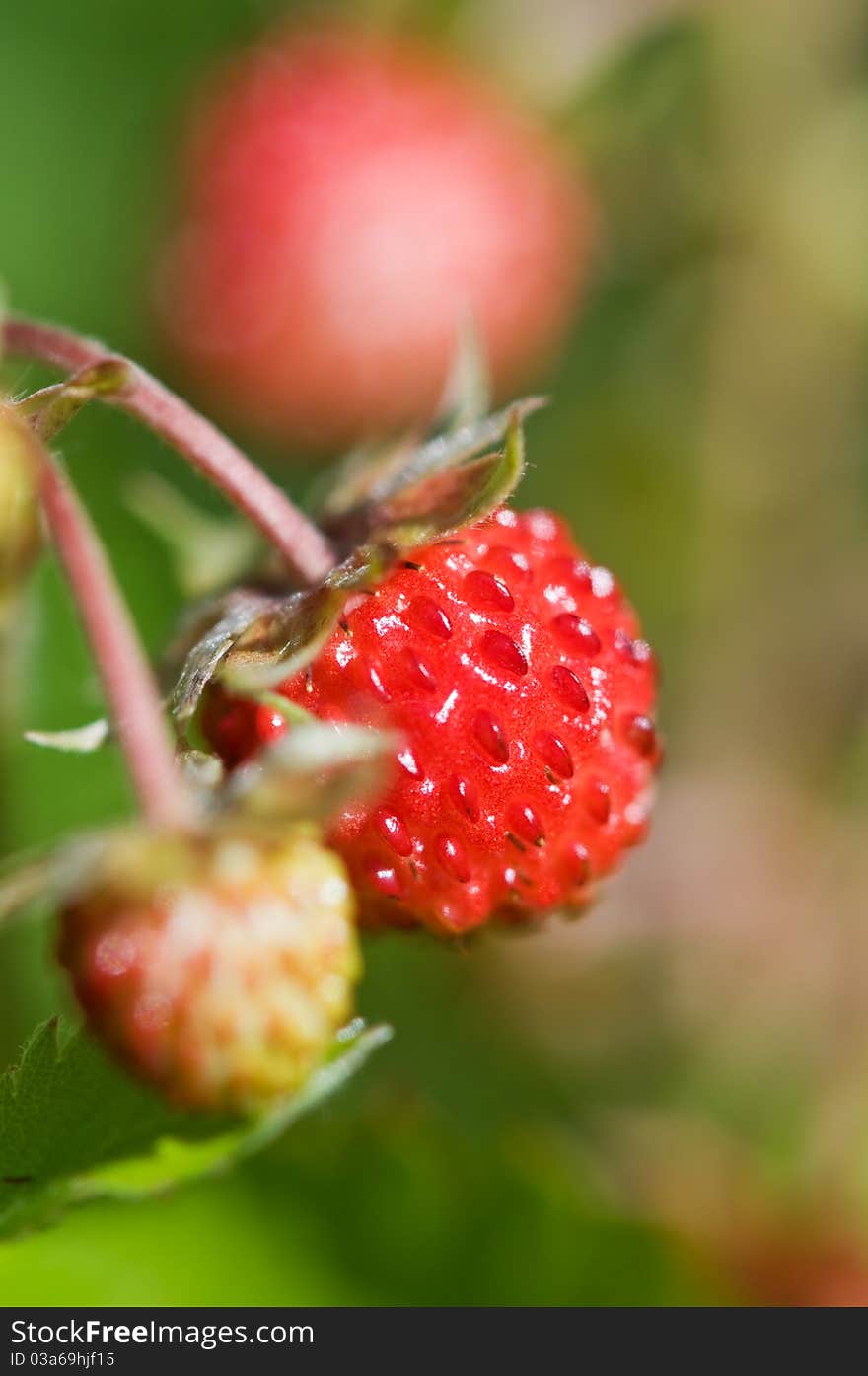 Red strawberry with flower closeup