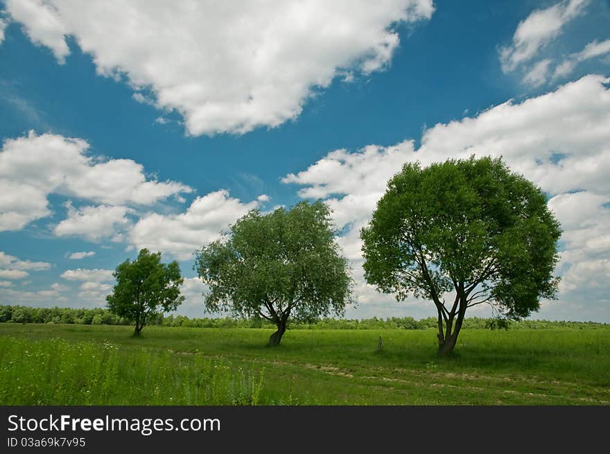 Green trees and cloudy sky