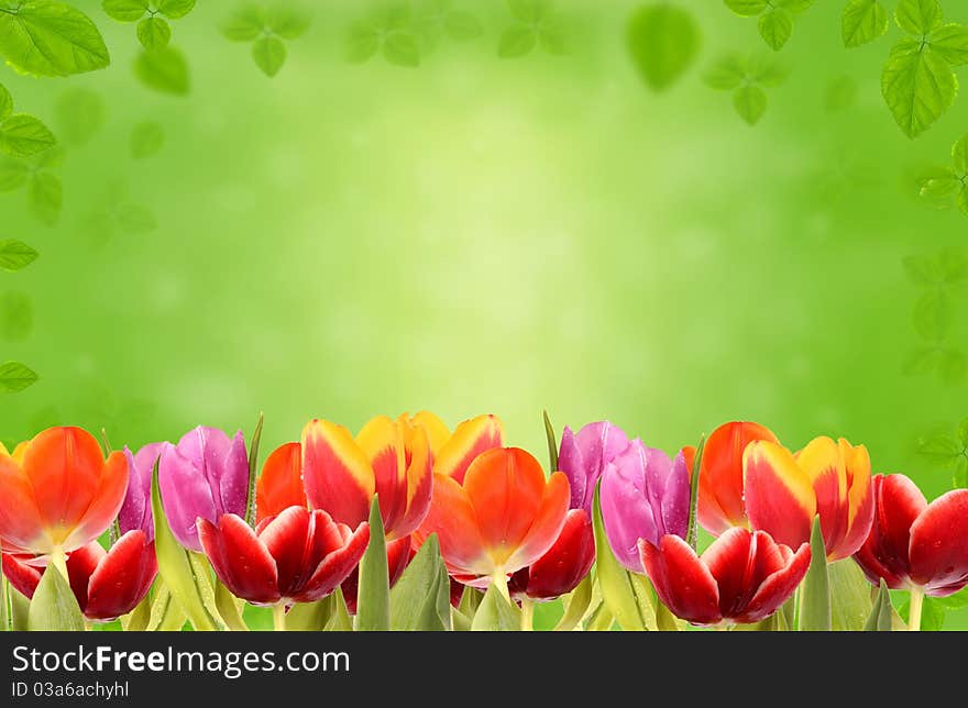 Fresh spring tulips with green floral background