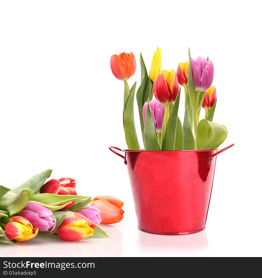 Studio photo of fresh spring tulips on white background