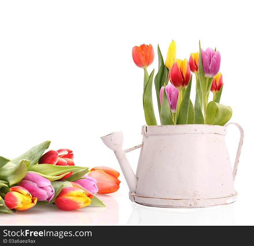 Studio photo of fresh spring tulips on white background