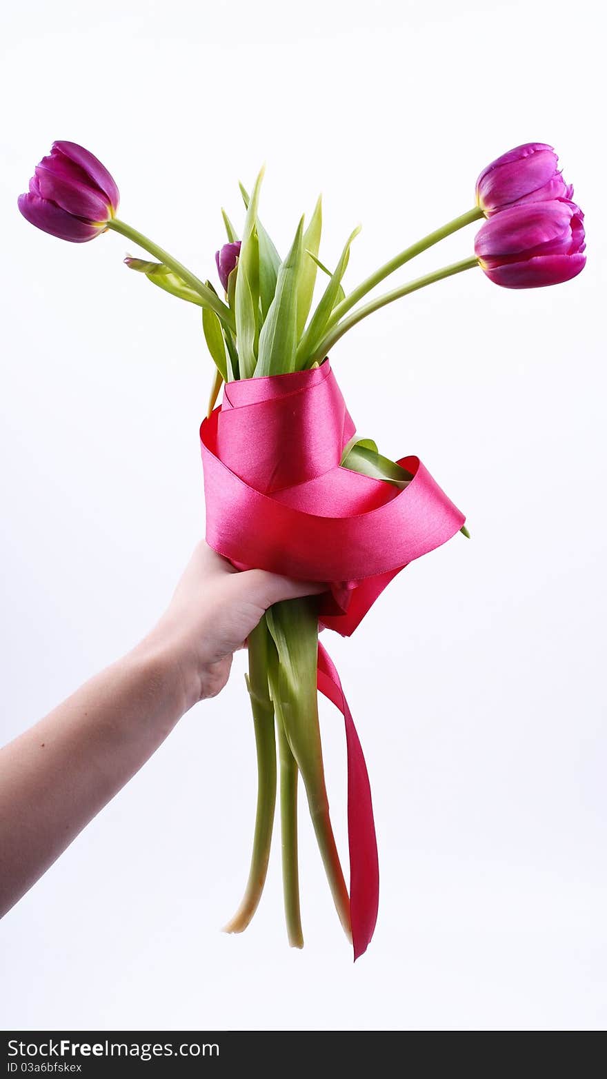 Bouquet of tulips in a hand against a white background