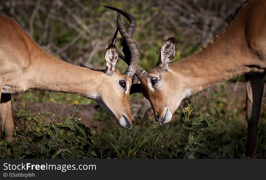 Two impala males locking horns