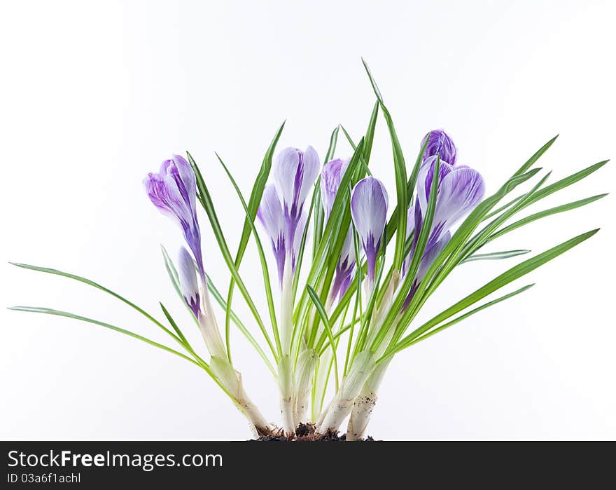 Close up of crocus flowers on white background